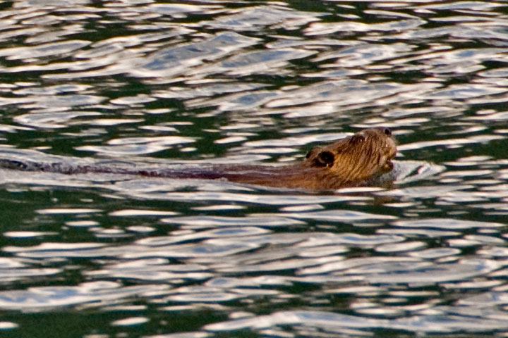 beaver swimming