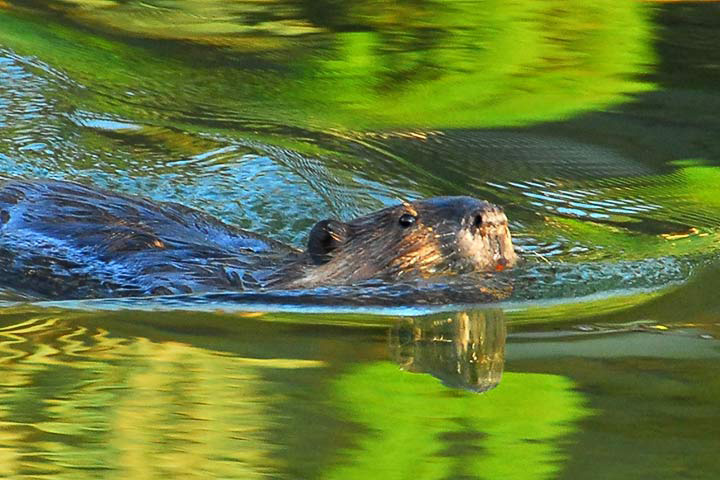 beaver swimming