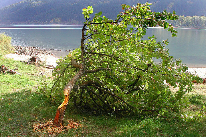 beaver vandalism