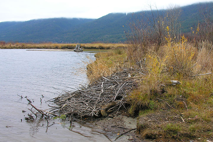 beaver lodge