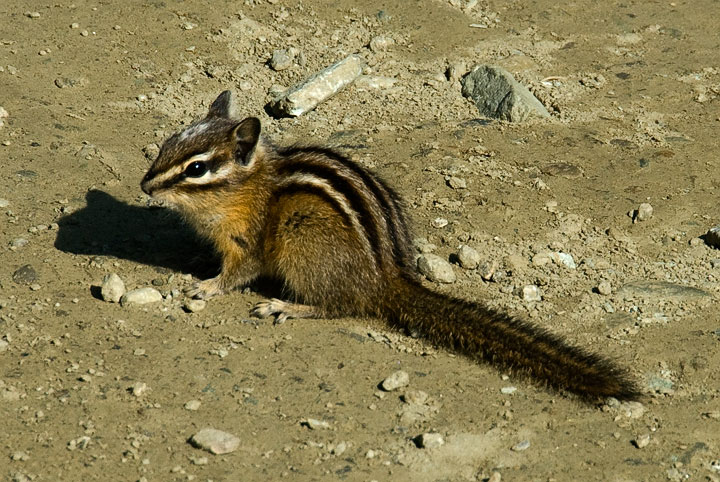 chipmunk