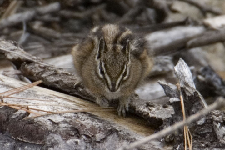 chipmunk face