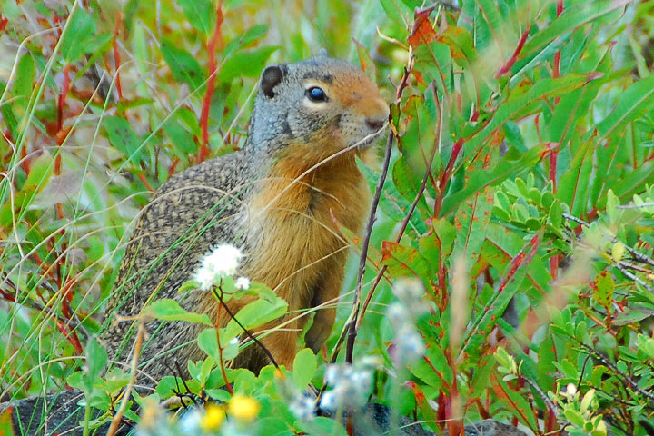 Columbian ground squirrel