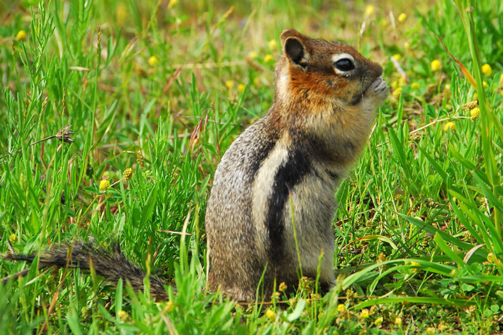 golden-mantled ground squirrel eating