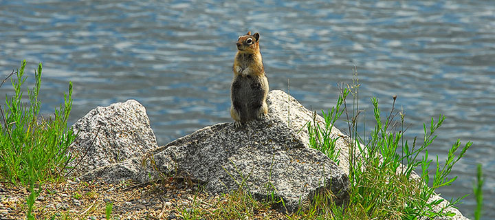 golden-mantled ground squirrel along lakeshore