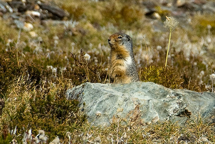 Columbian ground squirrel