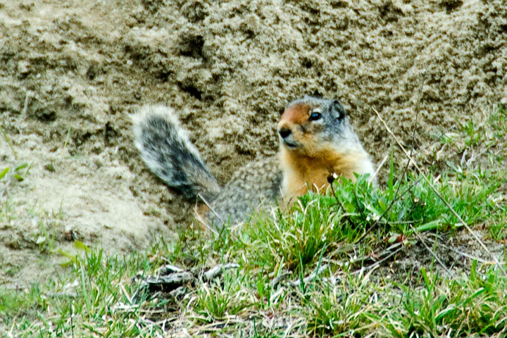 Columbian ground squirrel