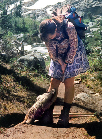 marmot licking