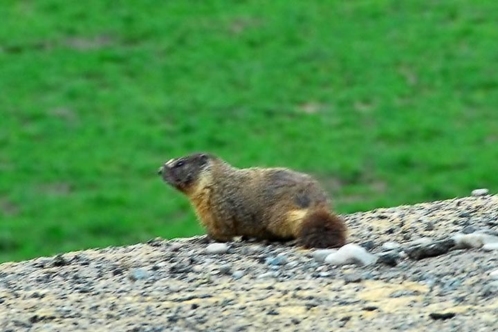 yellow bellied marmot