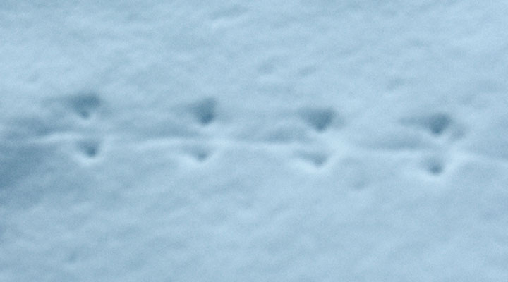 deer-mouse tracks