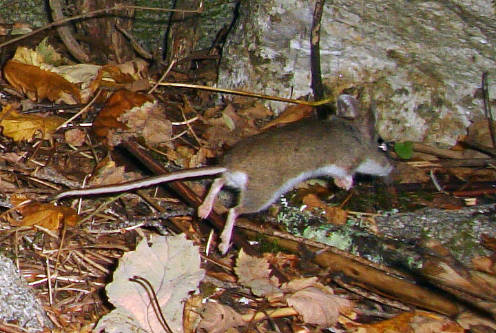 A Deer Mouse bounds away