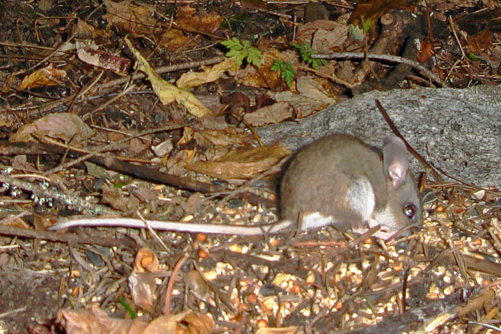 deer mouse