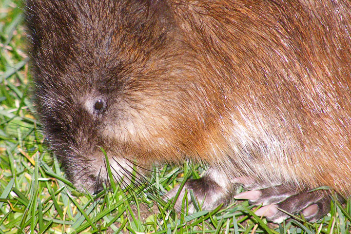 muskrat