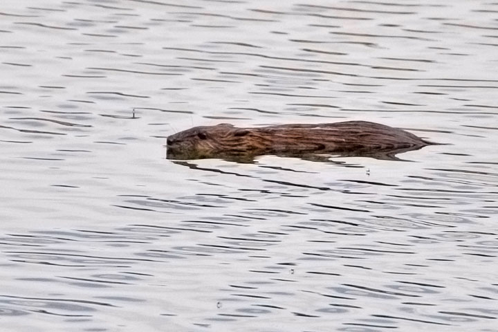 muskrat