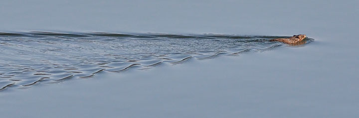 muskrat