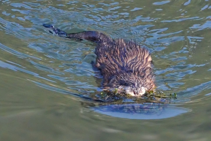 muskrat