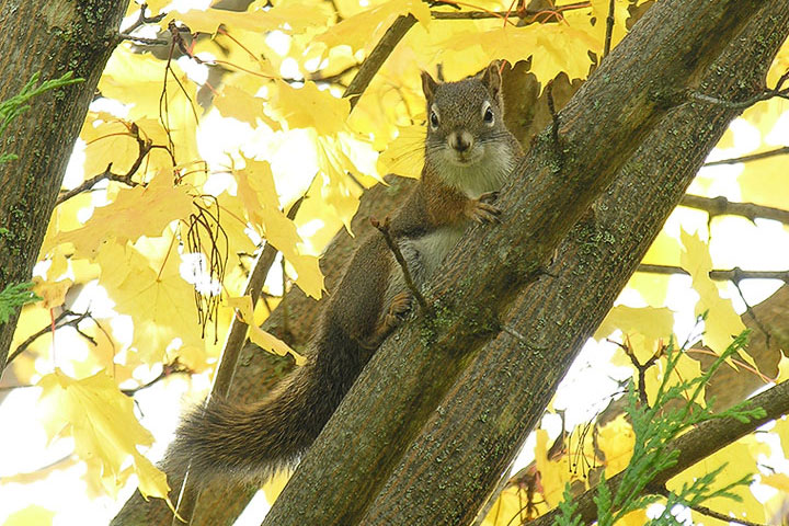 red squirrel