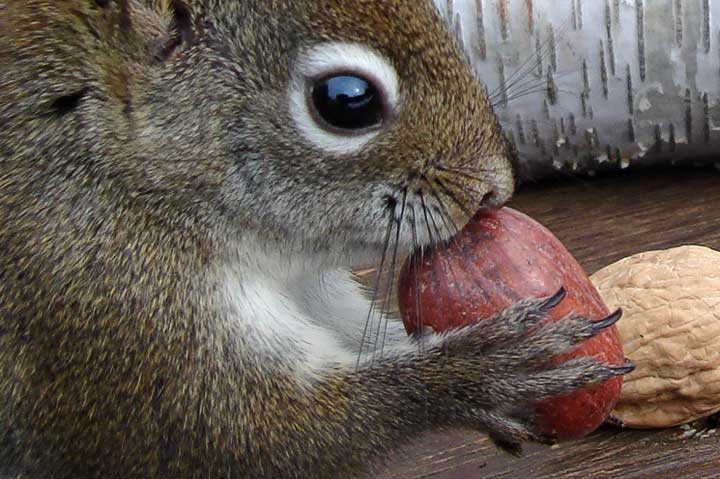 red squirrel