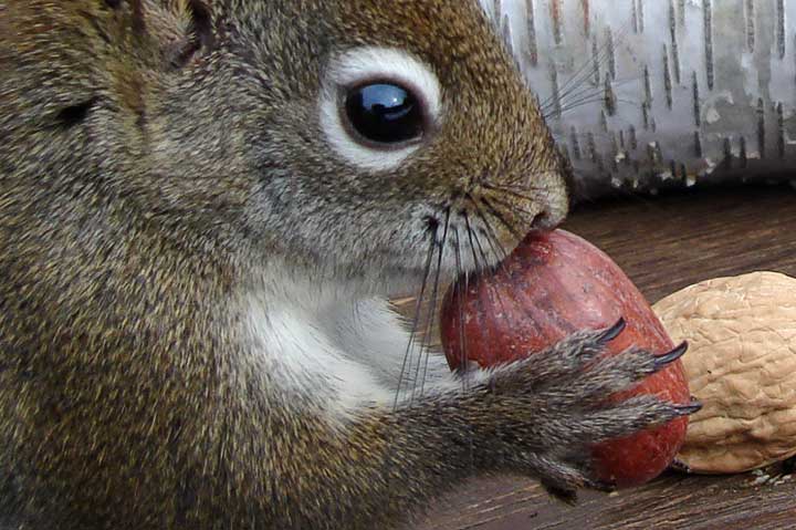 red squirrel