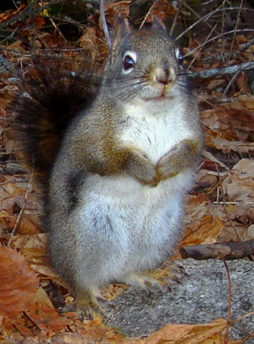 squirrel standing