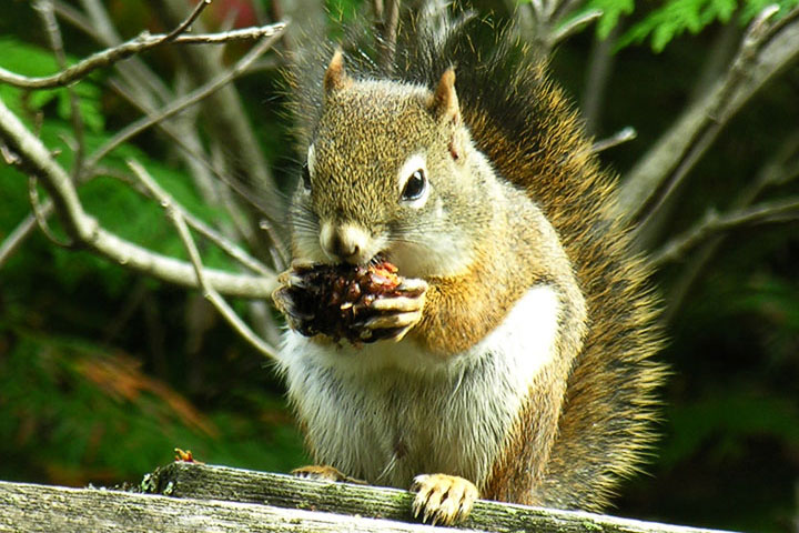 red squirrel