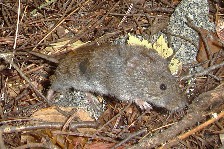 A Southern Red–backed Vole bounds forward
