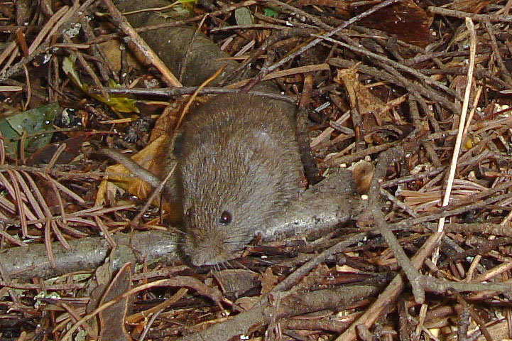 meadow vole