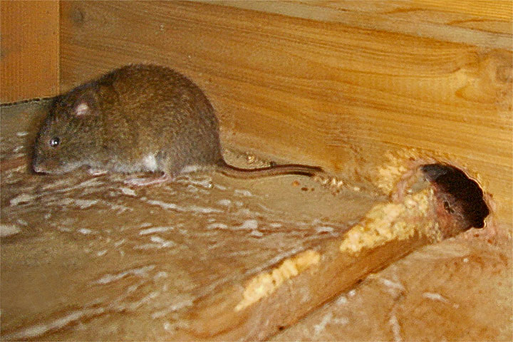 meadow vole