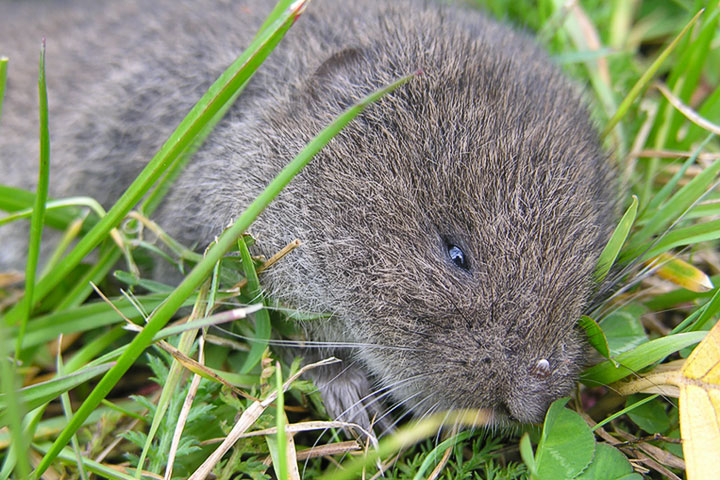 meadow vole