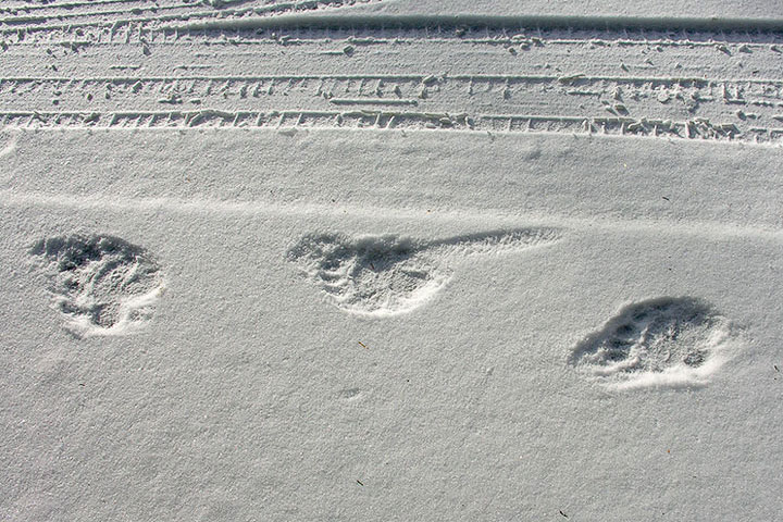 black bear tracks