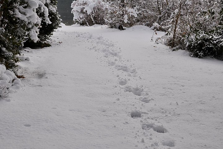 black-bear tracks