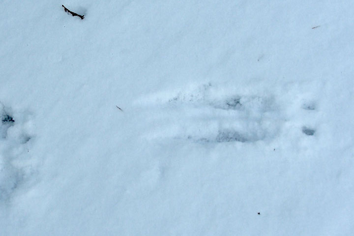 red-squirrel tracks