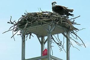 osprey platform on dolphin