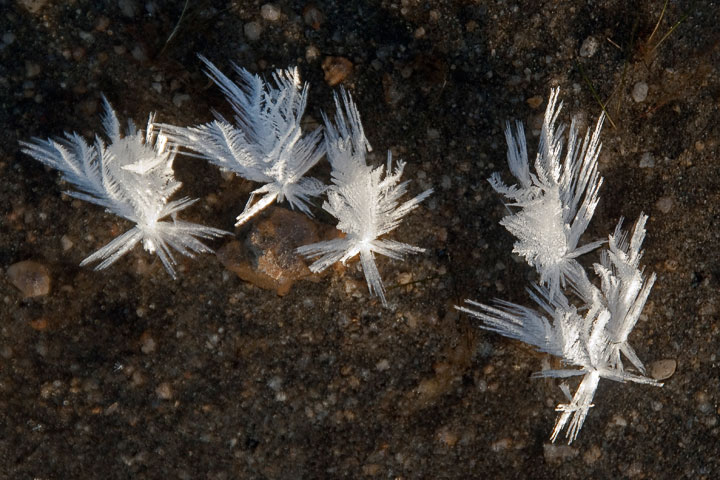 ice flowers