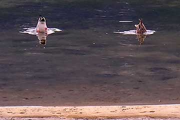 Mallards dabbling