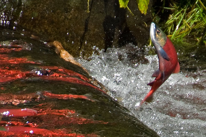 A Kokanee leaps over a weir