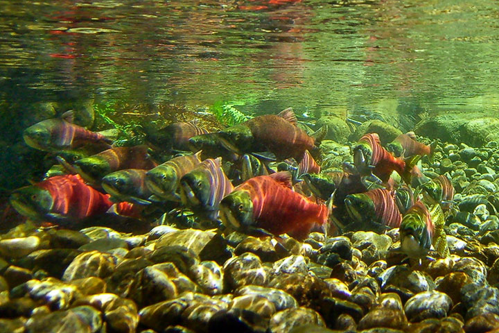 kokanee shoal