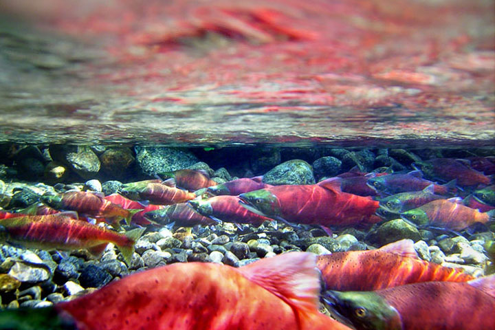 kokanee moving upstream