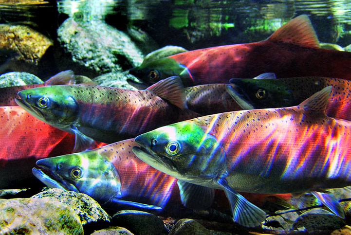 Kokanee Salmon