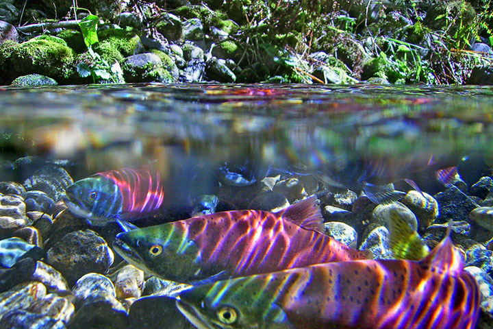 kokanee in a stream