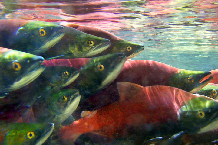 kokanee shoal