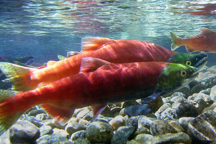 kokanee male and female