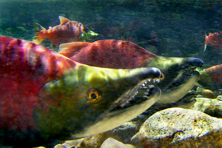 kokanee teeth