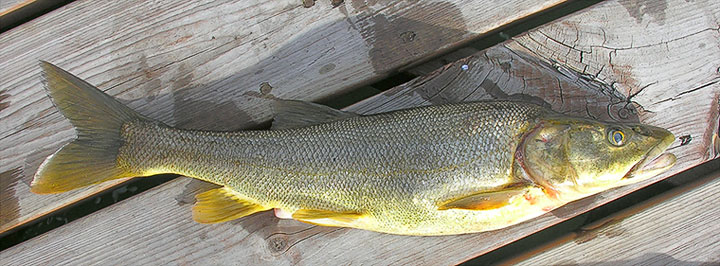 northern pikeminnow