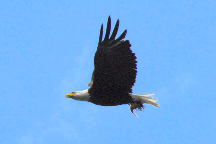 eagle with fish