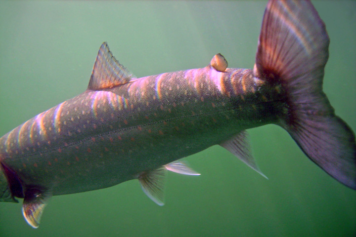 bull trout