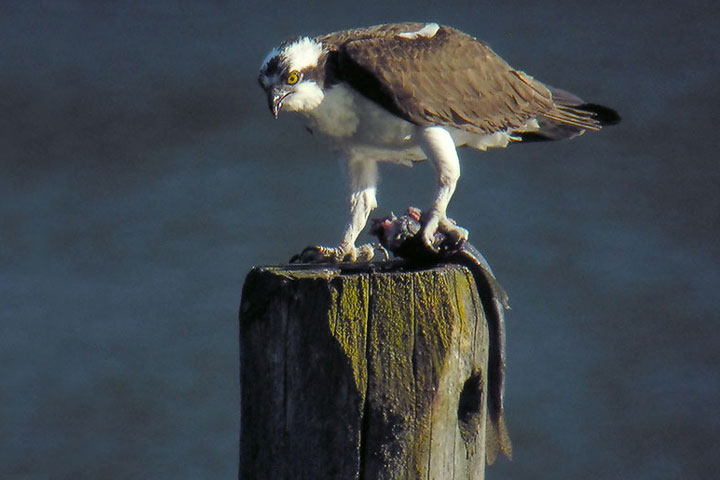 osprey with rainbow trout