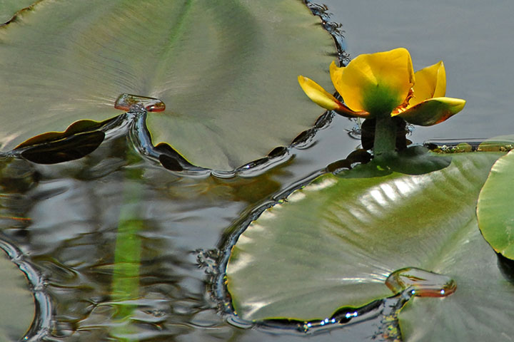 yellow pond lily