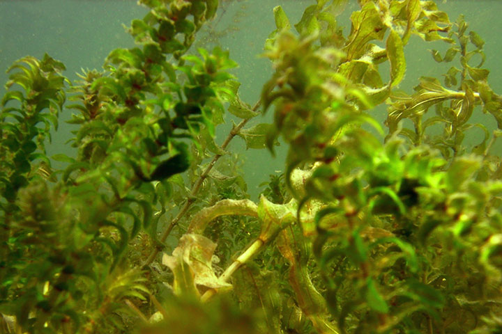 aquatic plant