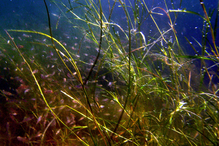 aquatic plant, minnows